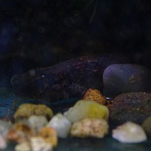 BtS: Siberian salamander (Salamandrella keyserlingii)