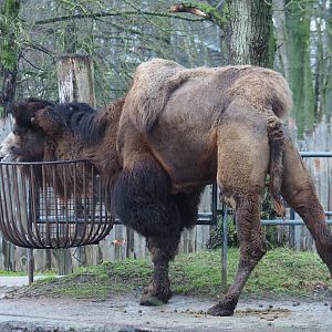 Domestic Bactrian camel (Camelus bactrianus), 2024-01-01