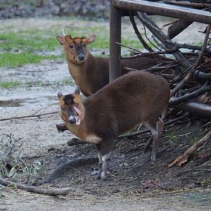 Reeves's muntjacs (Muntiacus reevesi), 2024-01-01