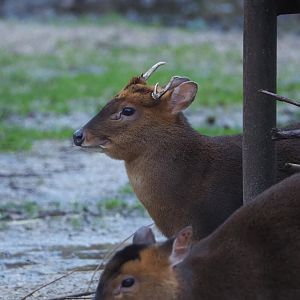 Reeves's muntjac (Muntiacus reevesi), 2024-01-01