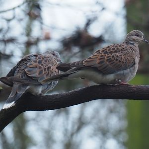 European turtle doves (Streptopelia turtur turtur), 2024-01-01