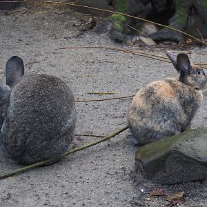 Domestic rabbits (Oryctoolagus cuniculus domesticus), 2024-01-01