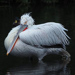 Dalmatian pelican (Pelecanus crispus), 2024-01-01