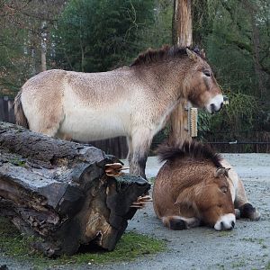 Przewalski's horses (Equus ferus przewalskii), 2024-01-01