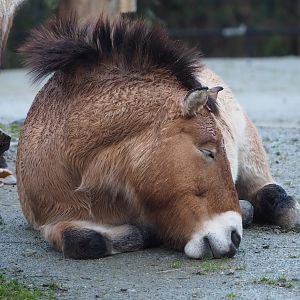 Przewalski's horse (Equus ferus przewalskii), 2024-01-01