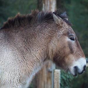 Przewalski's horse (Equus ferus przewalskii), 2024-01-01