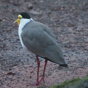 Masked lapwing (Vanellus miles), 2024-01-01