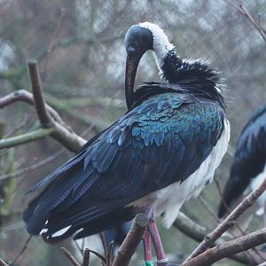 Straw-necked ibis (Threskiornis spinicollis), 2024-01-01