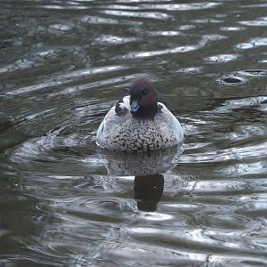 Australian maned wood duck (Chenonetta jubata), 2024-01-01