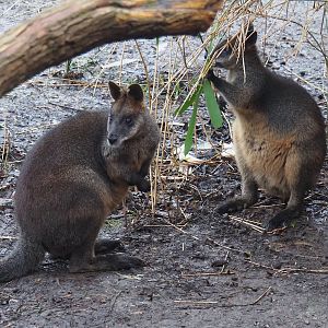Swamp wallabies (Wallabia bicolor), 2024-01-01