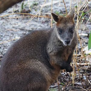 Swamp wallaby (Wallabia bicolor), 2024-01-01