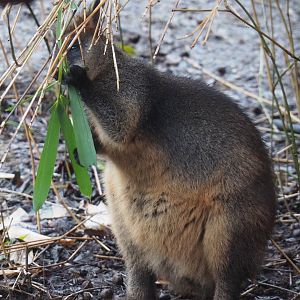 Swamp wallaby (Wallabia bicolor), 2024-01-01