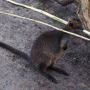 Young Swamp wallaby (Wallabia bicolor), 2024-01-01