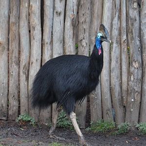Double-wattled cassowary (Casuarius casuarius), 2024-01-01
