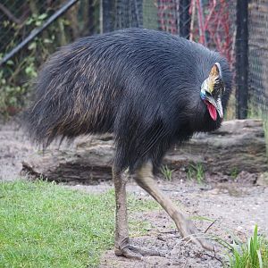 Double-wattled cassowary (Casuarius casuarius), 2024-01-01