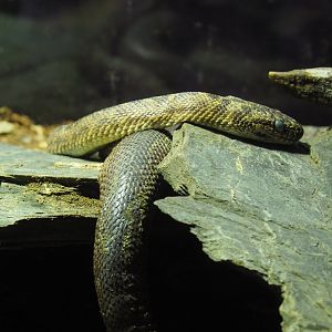 Children's python (Antaresia childreni), 2024-01-01