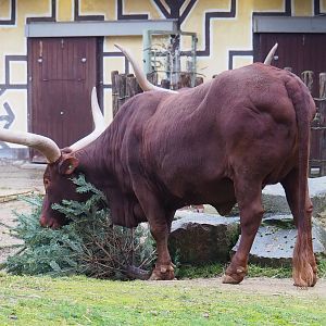 Ankole-Watusi bull (Bos taurus indicus) with Christmas tree, 2024-01-01