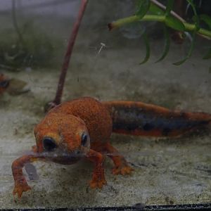 BtS: Cyan newt (Hypselotriton cyanurus)