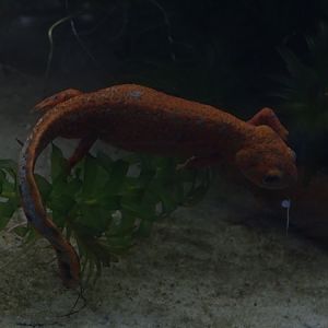 BtS: Cyan newt (Hypselotriton cyanurus)