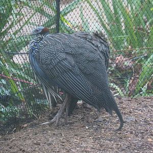 Vulturine guineafowl (Acryllium vulturinum), 2024-01-01