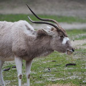 Addax (Addax nasomaculatus), 2024-01-01