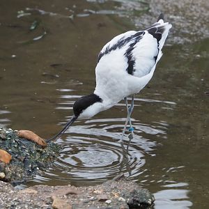 Pied avocet, 2024-01-01