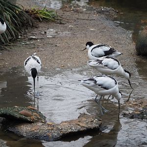Pied avocets, 2024-01-01