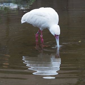 African spoonbill (Platalea alba), 2024-01-01