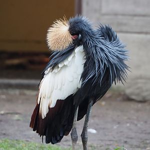 Western black crowned crane (Balearica pavonina pavonina), 2024-01-01