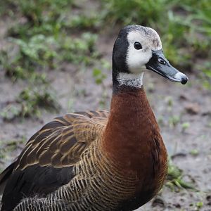 White-faced whistling duck (Dendrocygna viduata), 2024-01-01