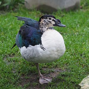 African comb duck (Sarkidiornis melanotos), 2024-01-01