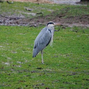 Wild Grey heron (Ardea cinerea), 2024-01-01
