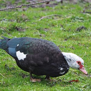 Feral Muscovy duck (Cairina moschata domestica), 2024-01-01