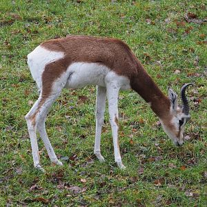 Mhorr gazelle (Nanger dama mhorr), 2024-01-01