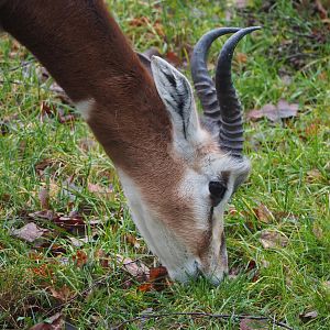 Mhorr gazelle (Nanger dama mhorr), 2024-01-01