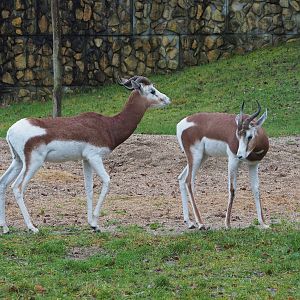 Mhorr gazelles (Nanger dama mhorr), 2024-01-01