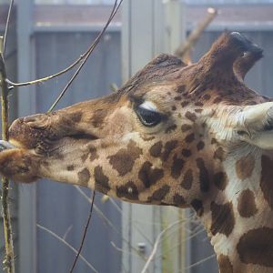 Kordofan giraffe (Giraffa camelopardalis antiquorum), 2024-01-01