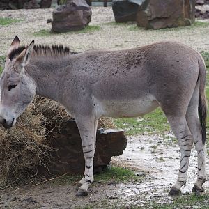 Somali wild ass (Equus africanus somaliensis), 2024-01-01