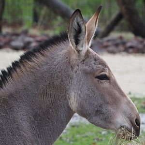 Somali wild ass (Equus africanus somaliensis), 2024-01-01