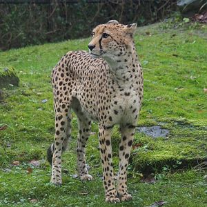 South African cheetah (Acinonyx jubatus jubatus), 2024-01-01