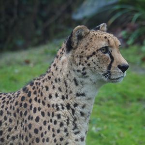 South African cheetah (Acinonyx jubatus jubatus), 2024-01-01