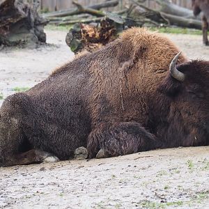 American Plains bison (Bison bison bison), 2024-01-01