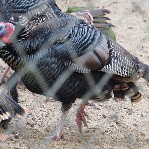 Wild turkey (Meleagris gallopavo), 2024-01-01