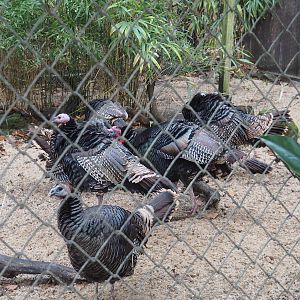Wild turkeys (Meleagris gallopavo), 2024-01-01