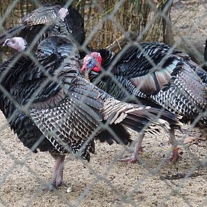 Wild turkeys (Meleagris gallopavo), 2024-01-01