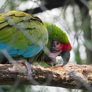 Mexican military macaw (Ara militaris mexicana), 2024-01-01