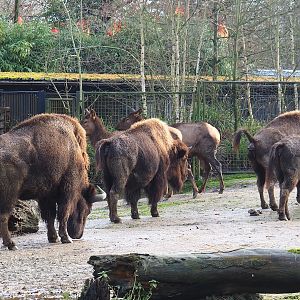 American Plains bison (Bison bison bison) and Rocky Mountain wapitis (Cervus canadensis nelsoni), 2024-01-01