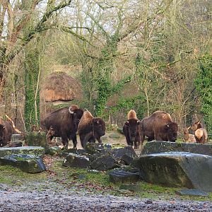 American Plains bison (Bison bison bison) and Rocky Mountain wapitis (Cervus canadensis nelsoni), 2024-01-01