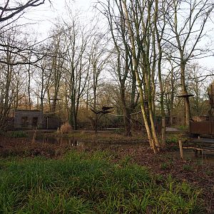 Golden-headed lion tamarin and White-faced saki walk-through island, 2024-01-01