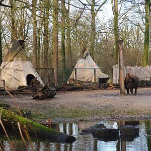 First Nations camp area and part of American Plains bison and Rocky Mountain wapiti exhibit, 2024-01-01